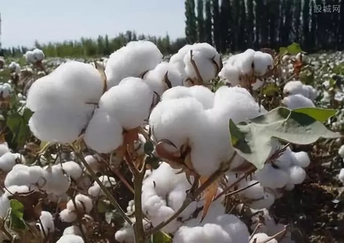 棉花种植技术方法视频_种棉花视频教程全集_栽棉花视频大全