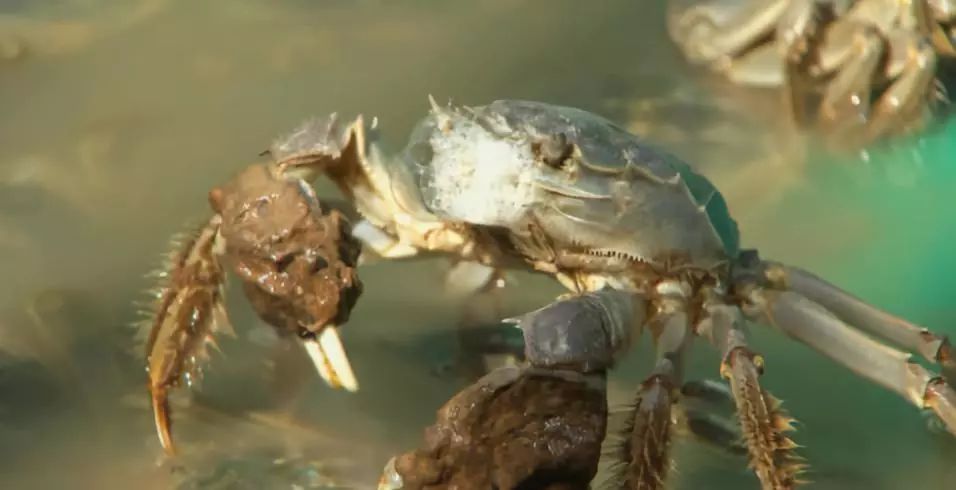 海水种植_海洋种植致富方法_海洋种植业