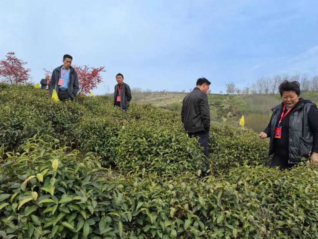 致富林业种植政策文件_林业种植致富政策_林业种植国家补贴政策