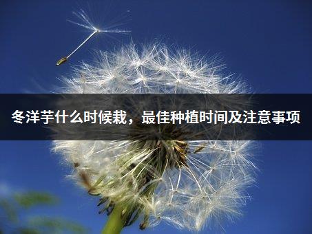 冬洋芋什么时候栽，最佳种植时间及注意事项