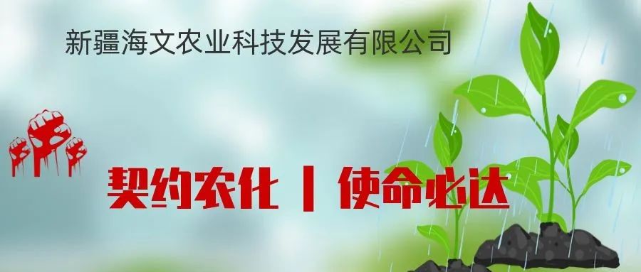 如何实现棉花高产——500公斤是常态，600公斤是终极目标的现实