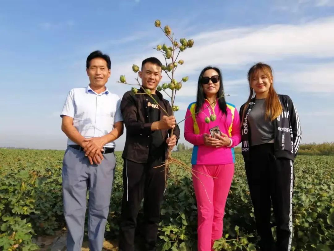 棉花种植流程图_种棉花视频教程全集_棉花种植技术方法视频