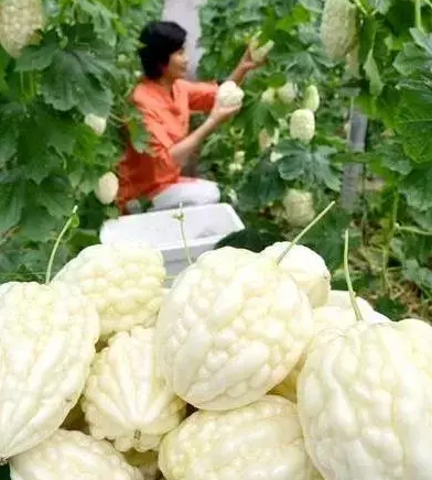 海洋种植致富方法_海上种植_海水种植