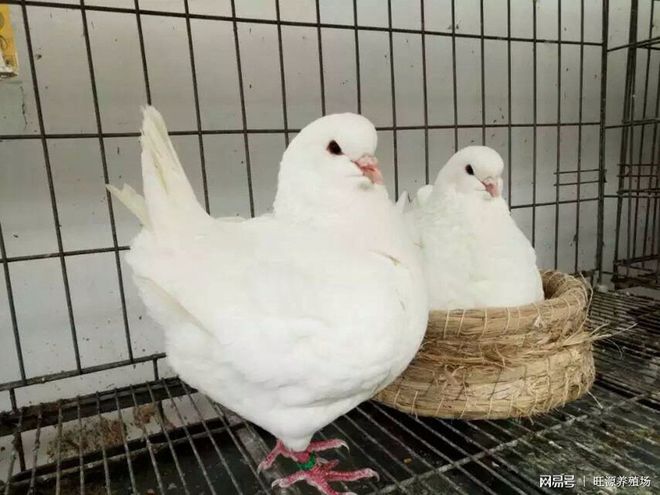 肉食鸽子养殖技术_鸽子养殖技术大全_也鸽子养殖技术