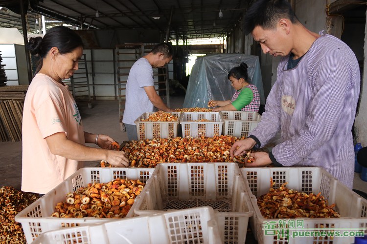 普洱市：小菌菇撑起“致富伞”