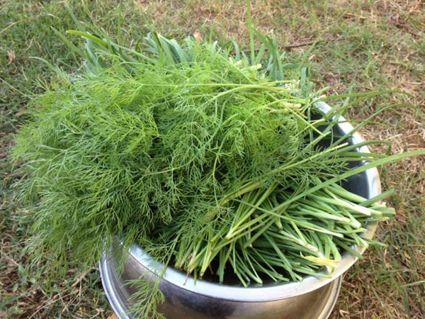 怎样移栽小茴香苗？茴香苗的种植方法和时间