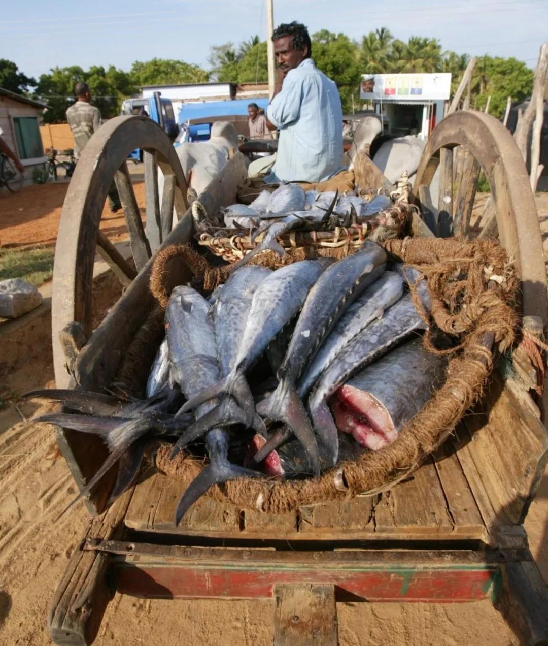 海产养殖技术视频_海上养殖视频_海里养殖鱼视频