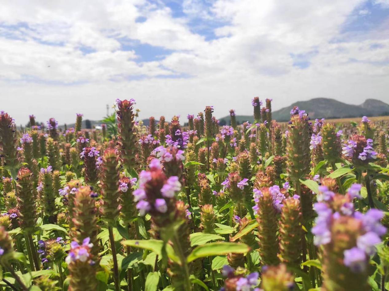 河南确山：中药材开出“致富花”