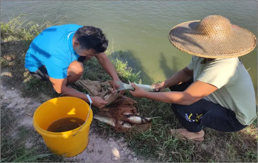 致富小草养殖鱼怎么样_致富经小草鱼养殖_致富小草养殖鱼怎么养