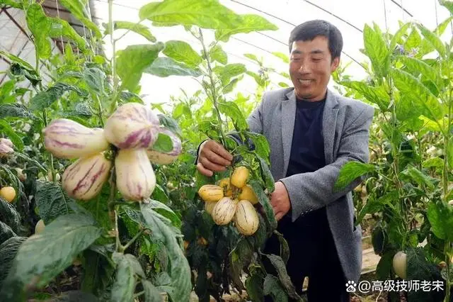 种植果树视频_果苗种植视频_地果怎么种植技术视频