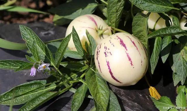 地果怎么种植技术视频_种植果树视频_果苗种植视频