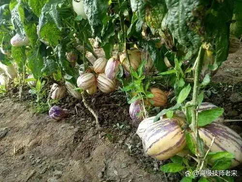 地果怎么种植技术视频_种植果树视频_果苗种植视频