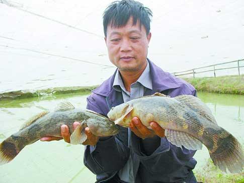 致富经笋壳鱼视频_致富经笋壳鱼养殖视频_笋壳鱼的养殖技术视频