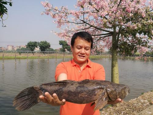 笋壳鱼的养殖技术视频_致富经笋壳鱼视频_致富经笋壳鱼养殖视频