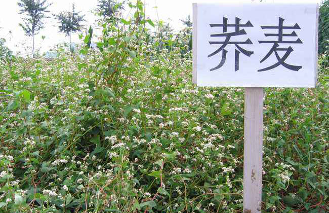 荞麦什么时间种植?荞麦的种植时间和种法