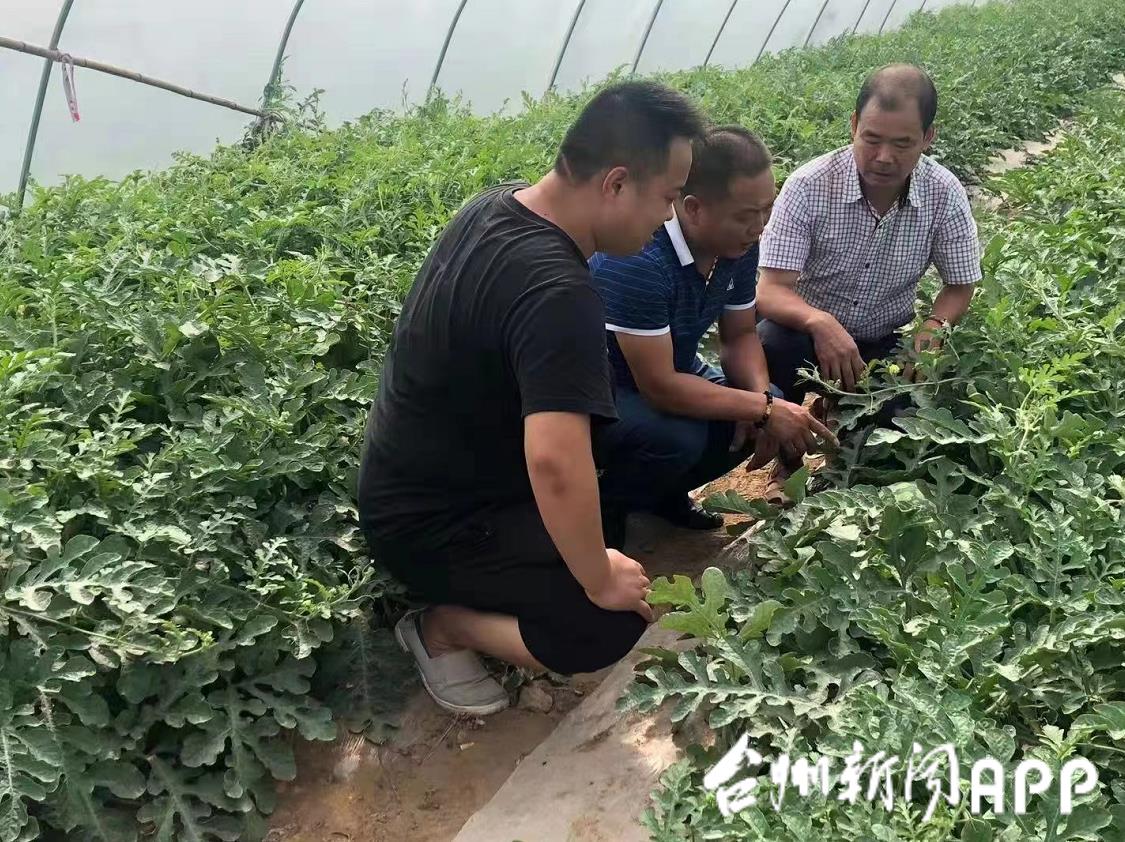 西瓜种植技术视频播放_长西瓜种植技术视频_西瓜种植视屏