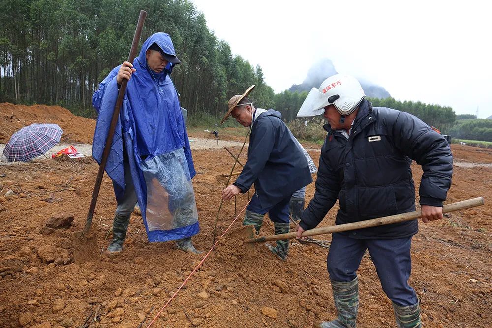 农村种植致富新项目_农村种植致富机器_种植农作物机器