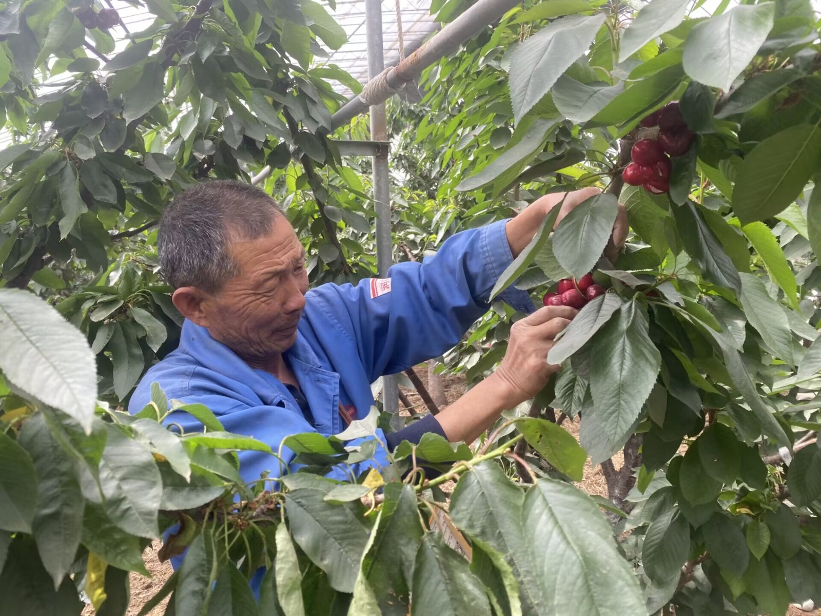 致富经大樱桃_致富经樱桃种植视频_致富经樱桃种植