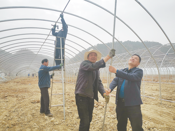 农村致富种植项目_农村致富新项目种植_商洛农村种植致富