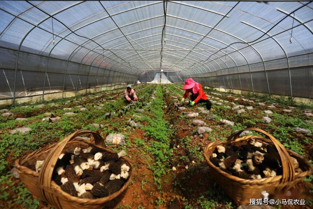 菌子种植致富_致富种植菌子图片_致富种植菌子视频