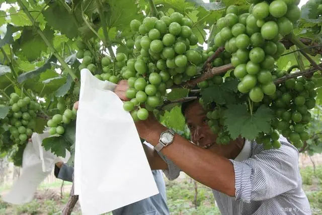 致富经葡萄栽培技术视频_葡萄种植致富_种葡萄 致富经