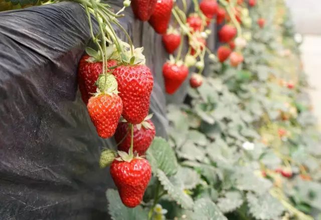 致富经面包饲草_致富面包饲草图片_致富经面包草视频