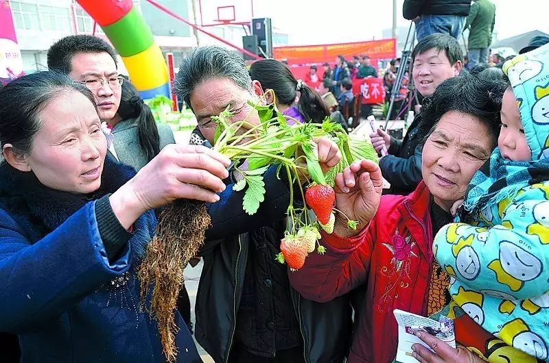 致富经面包饲草_致富面包饲草图片_致富经面包草视频