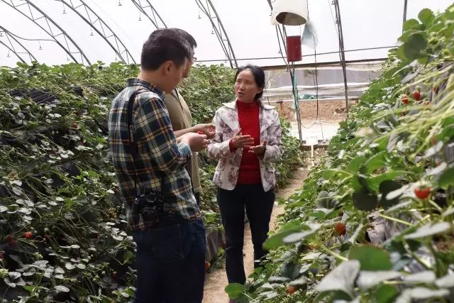 致富面包饲草图片_致富经面包饲草_致富经面包草视频