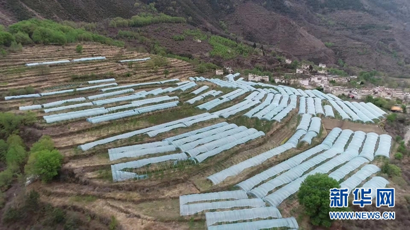 致富经樱桃种植_致富经大樱桃_致富经大樱桃种植视频