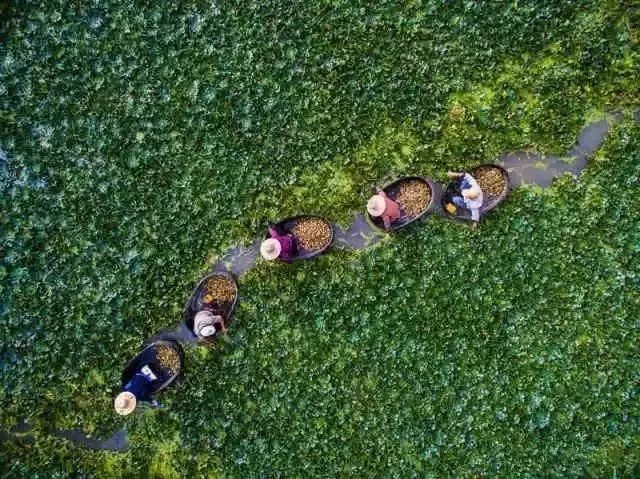 致富经面包草视频_致富面包饲草图片_致富经面包饲草