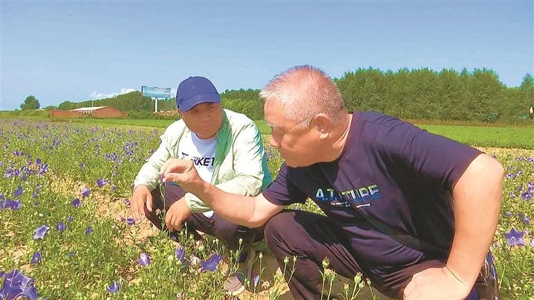 齐齐哈尔种植什么农作物_齐齐哈尔农村种植致富_齐齐哈尔种树