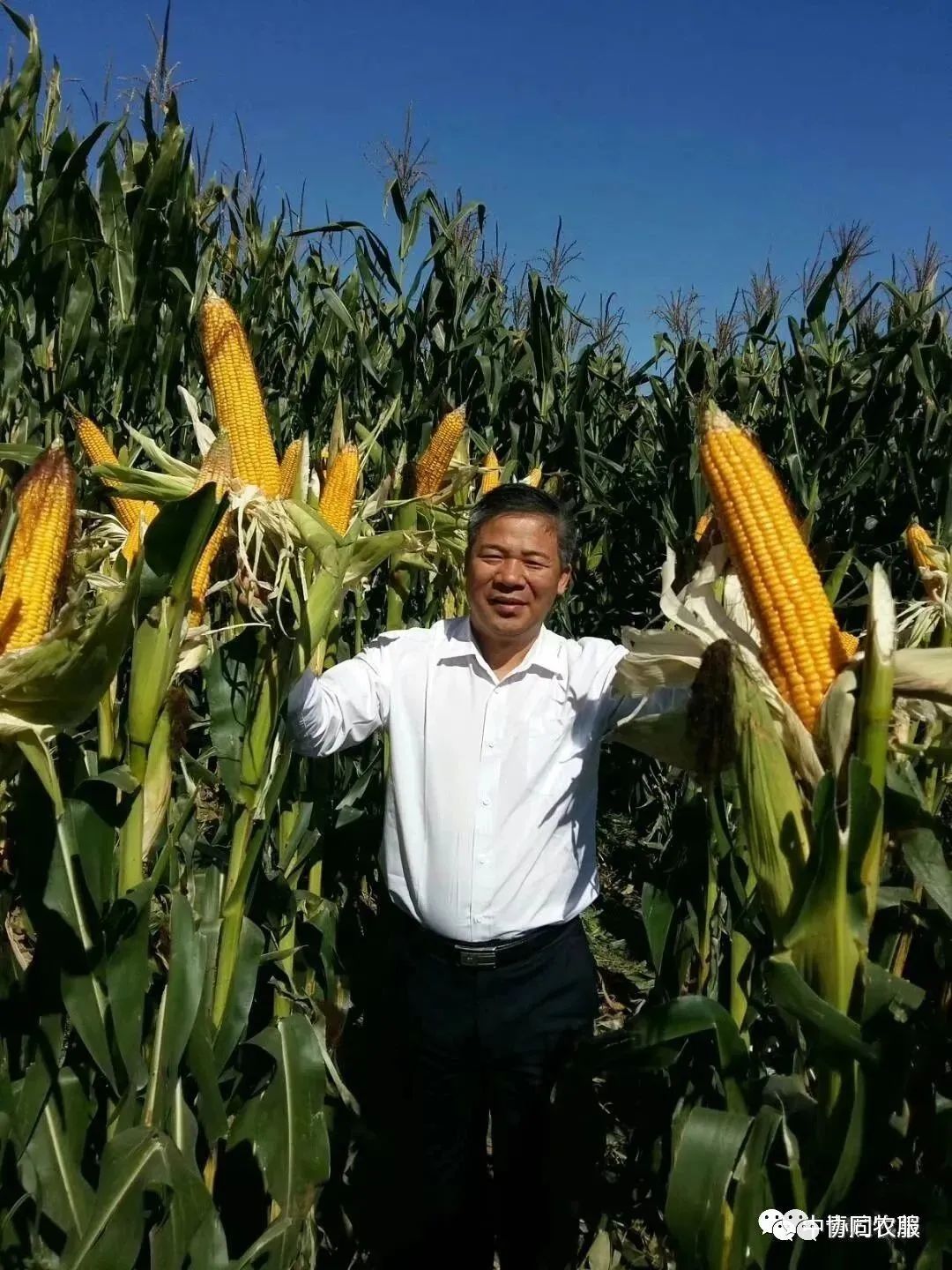 致富面包饲草图片_致富经面包饲草_致富经面包草视频