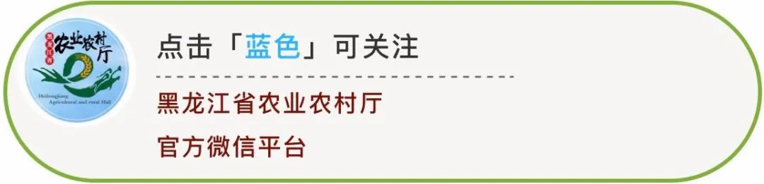 齐齐哈尔市龙江县：扶强做大肉牛产业 助力农民增收致富