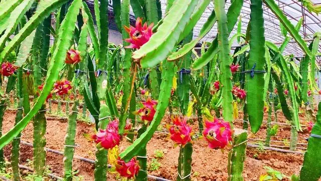 农民致富种植项目_商洛农村种植致富_农村致富种植项目