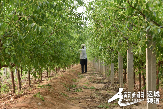 【2022追梦乡村】运城临猗冬枣种植忙