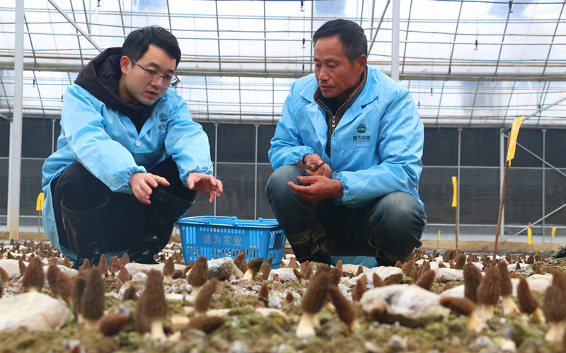 致富种植菌子图片大全_致富种植菌子有哪些_菌子种植致富