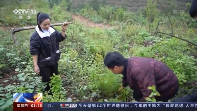 农广致富经魔芋种植技术_广西种魔芋_农广天地种植魔芋视频