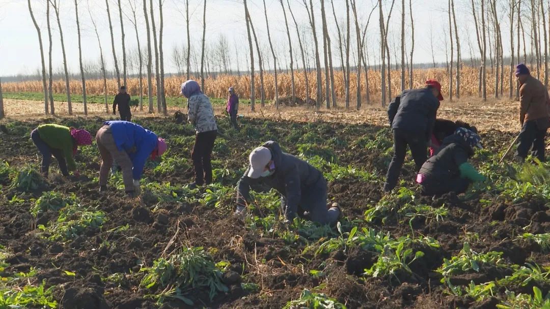 亳州致富案例_安徽亳州种植致富_安徽亳州种植结构