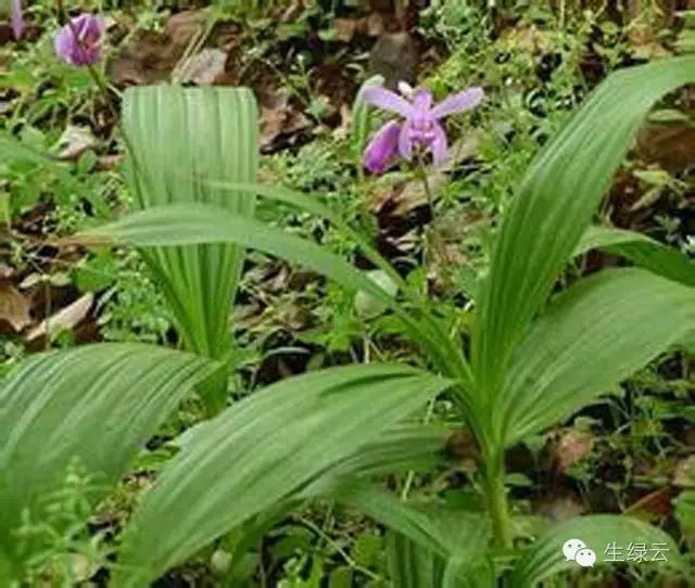 安徽亳州适合种植什么药材_安徽亳州种植致富_安徽亳州种植结构