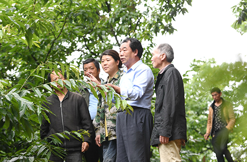 致富种植菌子图片大全_菌子种植致富_致富种植菌子图片