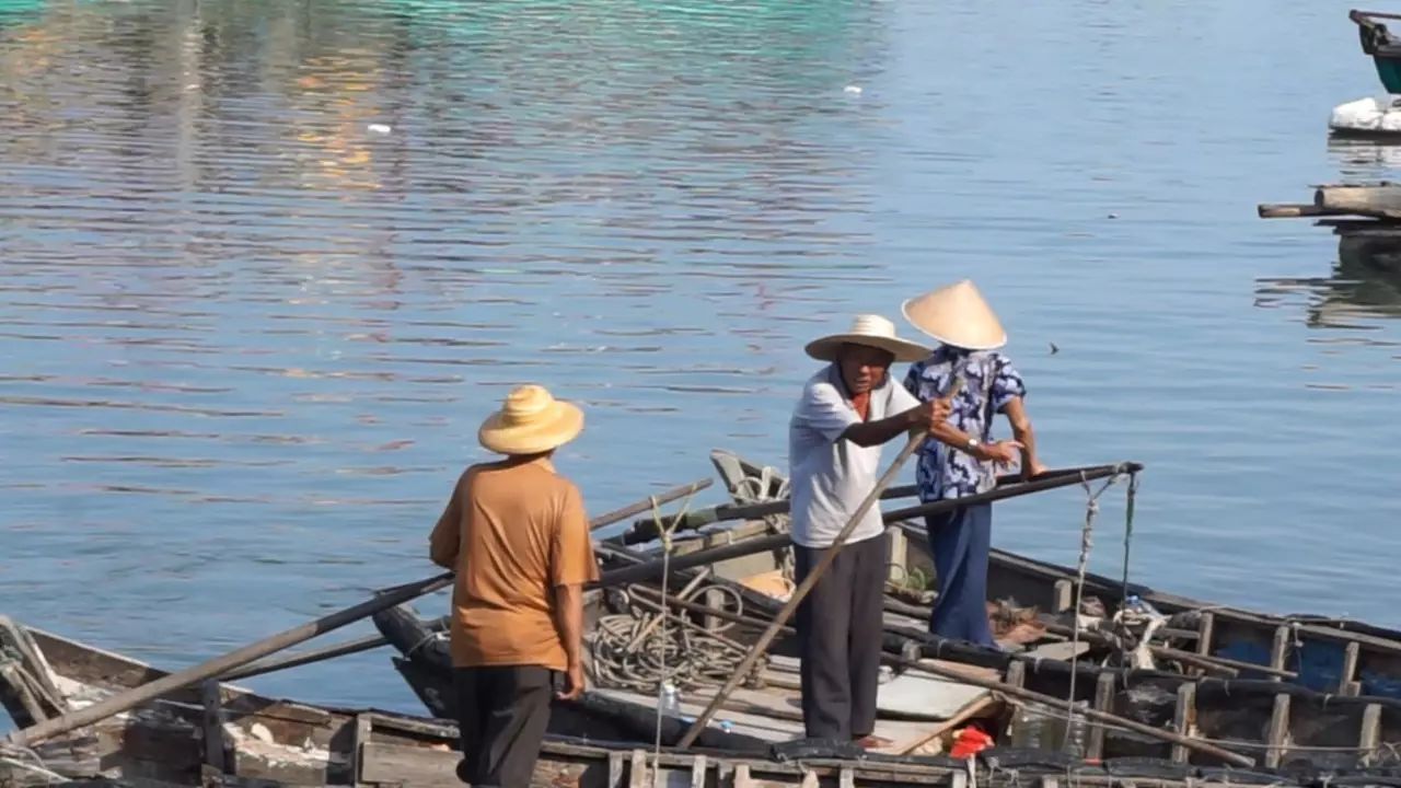 跑海鸭养殖技术_海水养鸭_在海边养殖海鸭视频