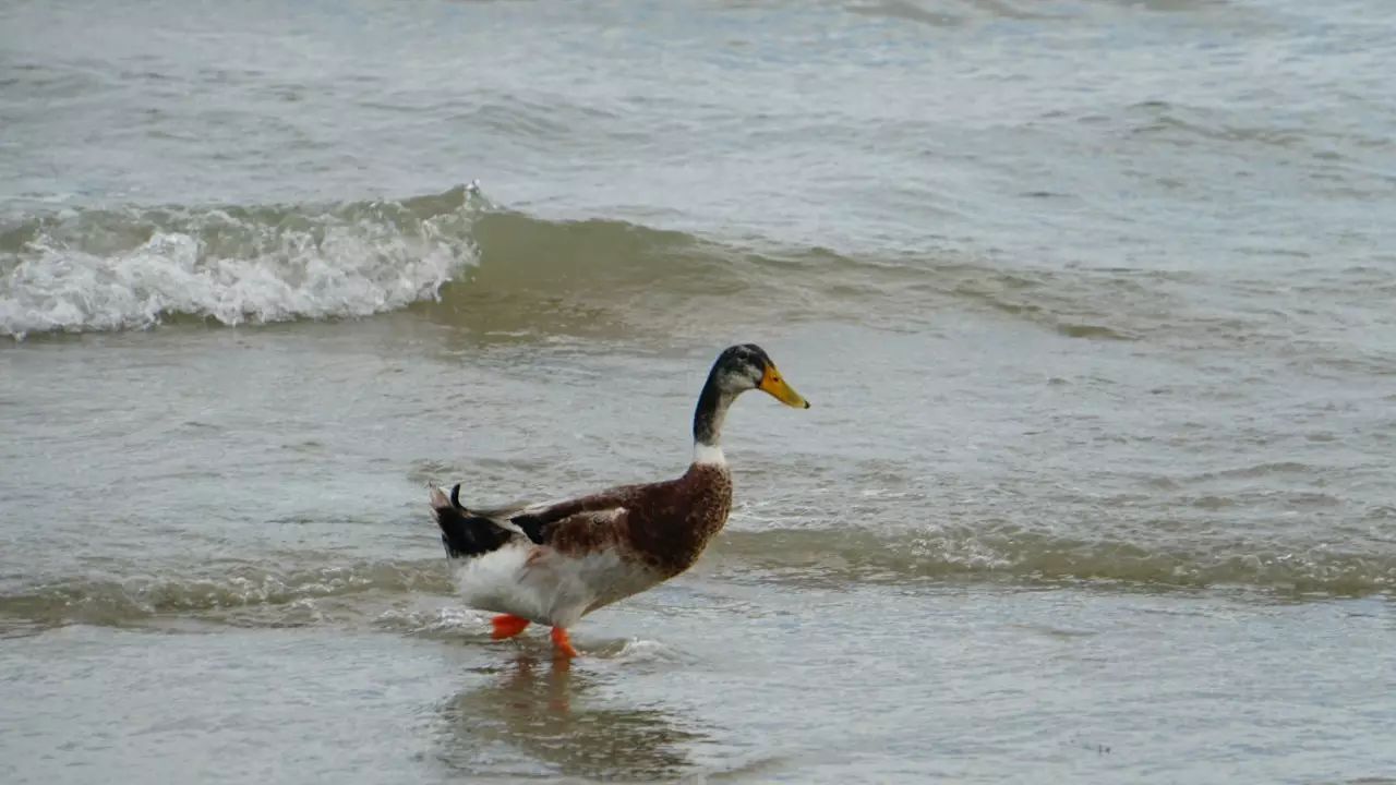 跑海鸭养殖技术_在海边养殖海鸭视频_海水养鸭