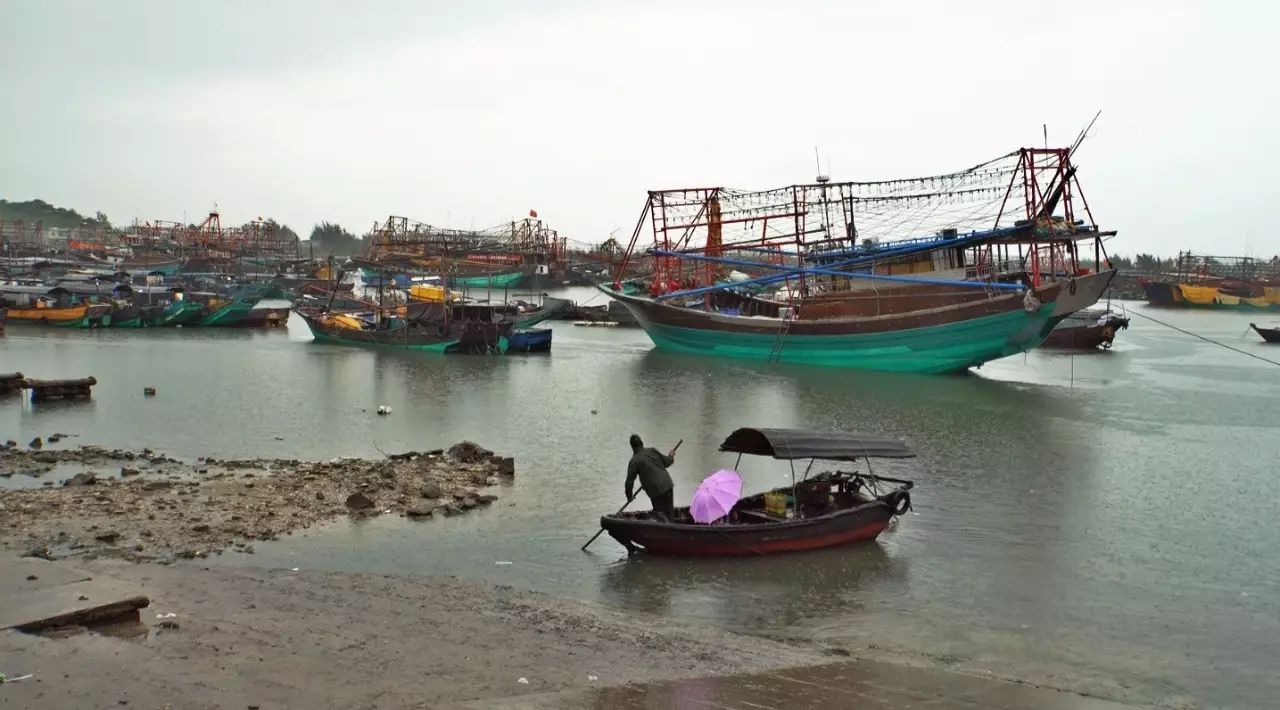 在海边养殖海鸭视频_跑海鸭养殖技术_海水养鸭