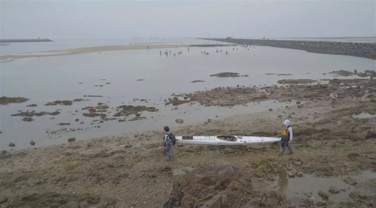 海水养鸭_在海边养殖海鸭视频_跑海鸭养殖技术