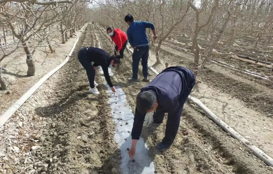 致富经林下种植_种植致富经_致富经种树的创业项目