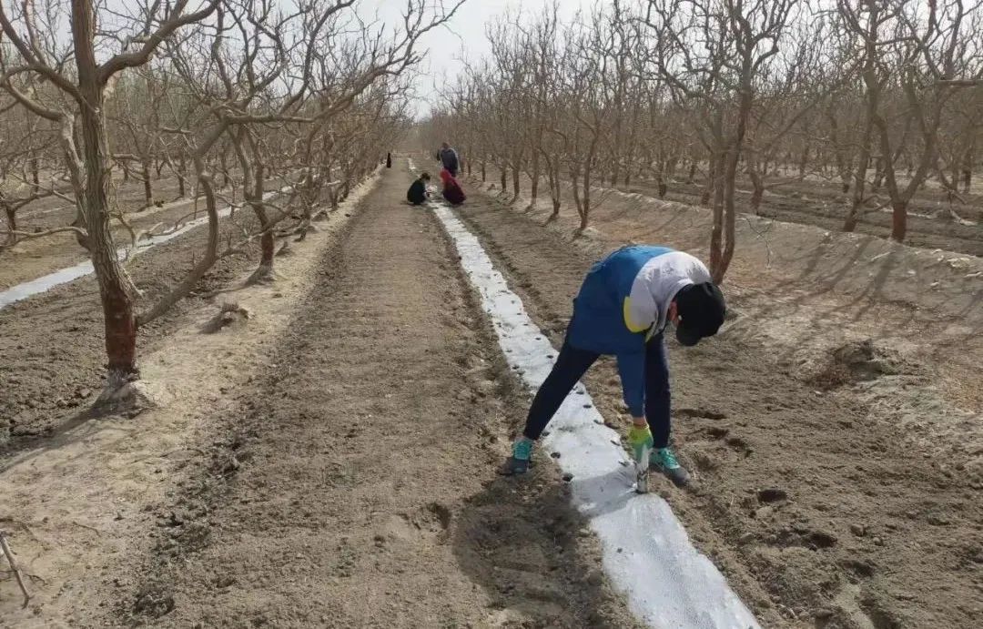 种植致富经_致富经林下种植_致富经种树的创业项目