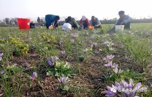 亳州：千亩藏红花成村民致富花