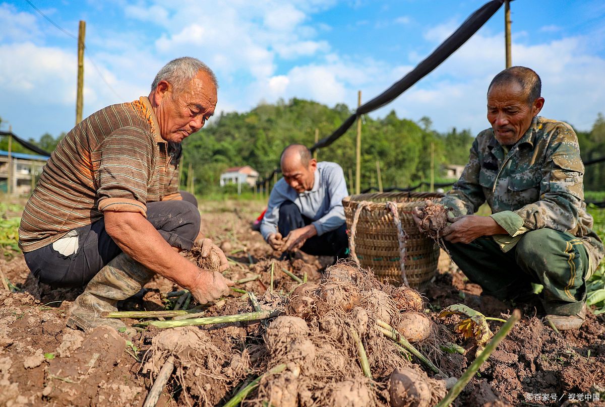 广东魔芋种植_农广致富经魔芋种植技术_农广天地魔芋种植技术视频