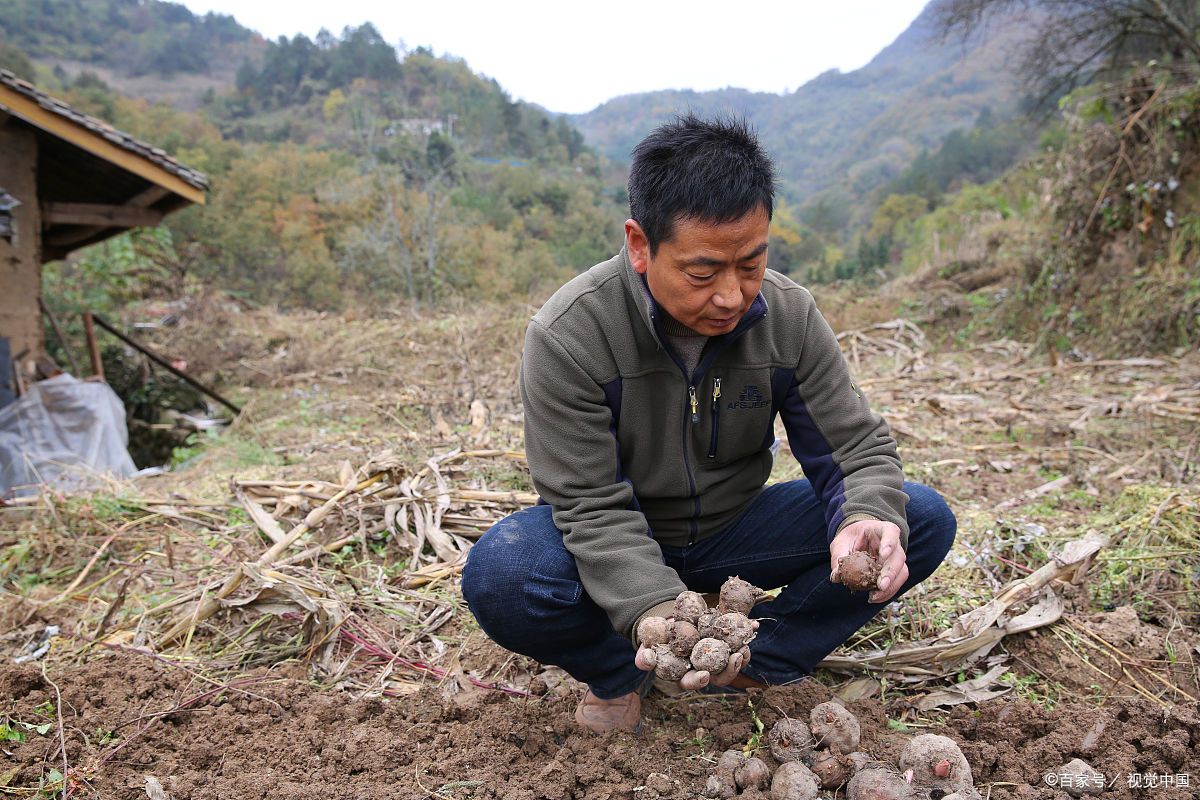 广东魔芋种植_农广天地魔芋种植技术视频_农广致富经魔芋种植技术