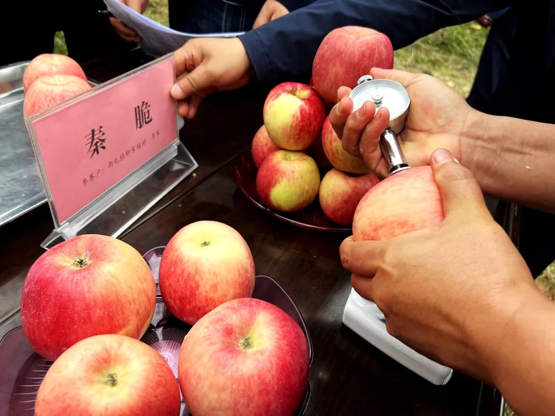 致富种植苹果技术怎么样_种植苹果赚钱吗_苹果种植致富技术